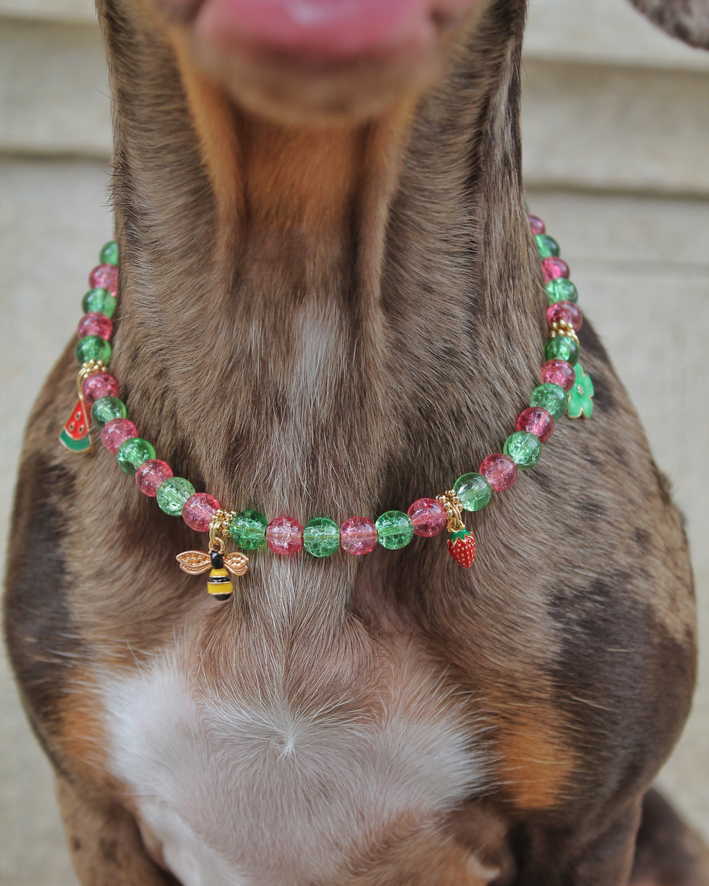 Zigzag portant le collier B Happy vert et rose avec abeille, fraise et trèfle.