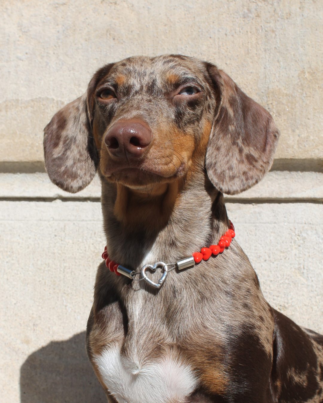 Chien portant le collier Passion Cœur en perles cœurs rouges – Zag & Wag