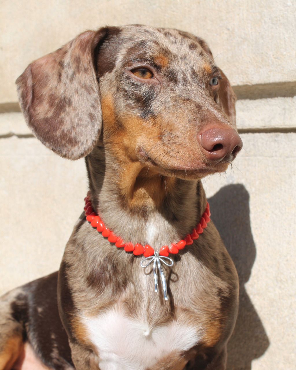 Teckel arlequin portant un collier en perles cœurs rouges avec fermoir cœur argenté – Zag & Wag