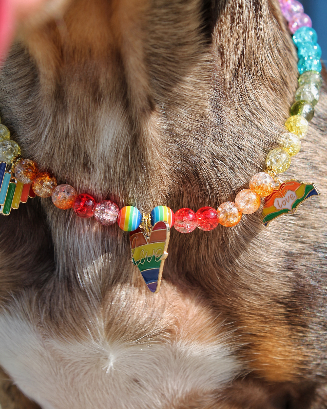 Teckel arlequin portant le collier Pride Crystal Rainbow multicolore en perles translucides – Zag & Wag
