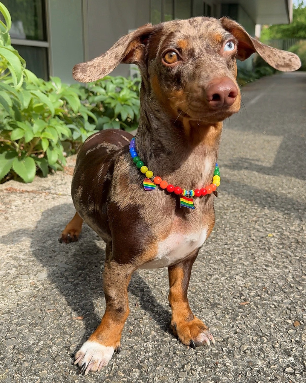 Collier pour chien Pride avec perles multicolores, charms LGBTQIA+ colorés et fermoir cœur violet et bleu – Zag & Wag