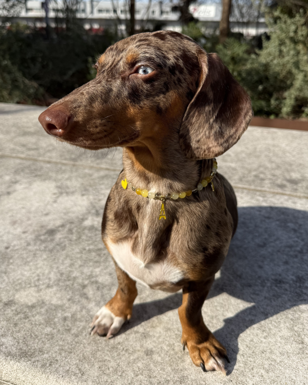 Collier artisanal pour chiens et chats jaune avec charms tour Eiffel – Zag & Wag