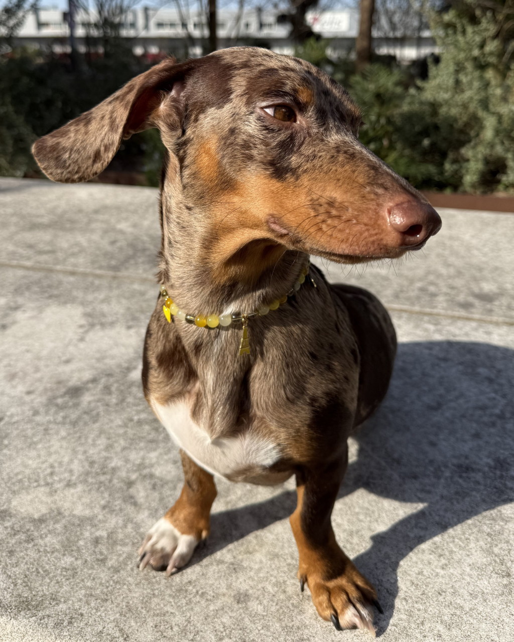 Collier artisanal pour chiens et chats jaune avec charms tour Eiffel – Zag & Wag