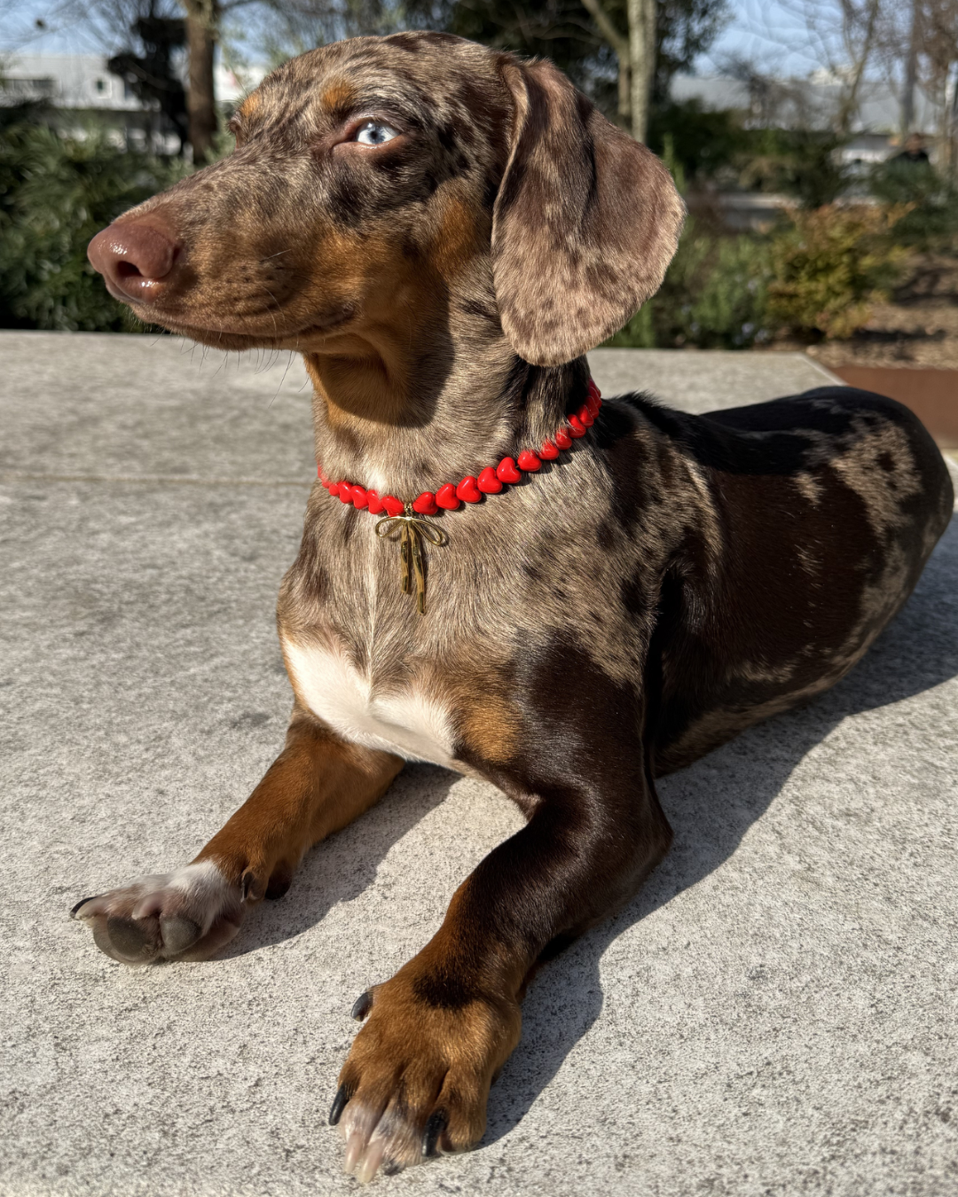 Collier artisanal rouge pour chiens et chats avec charms nœud – Zag & Wag