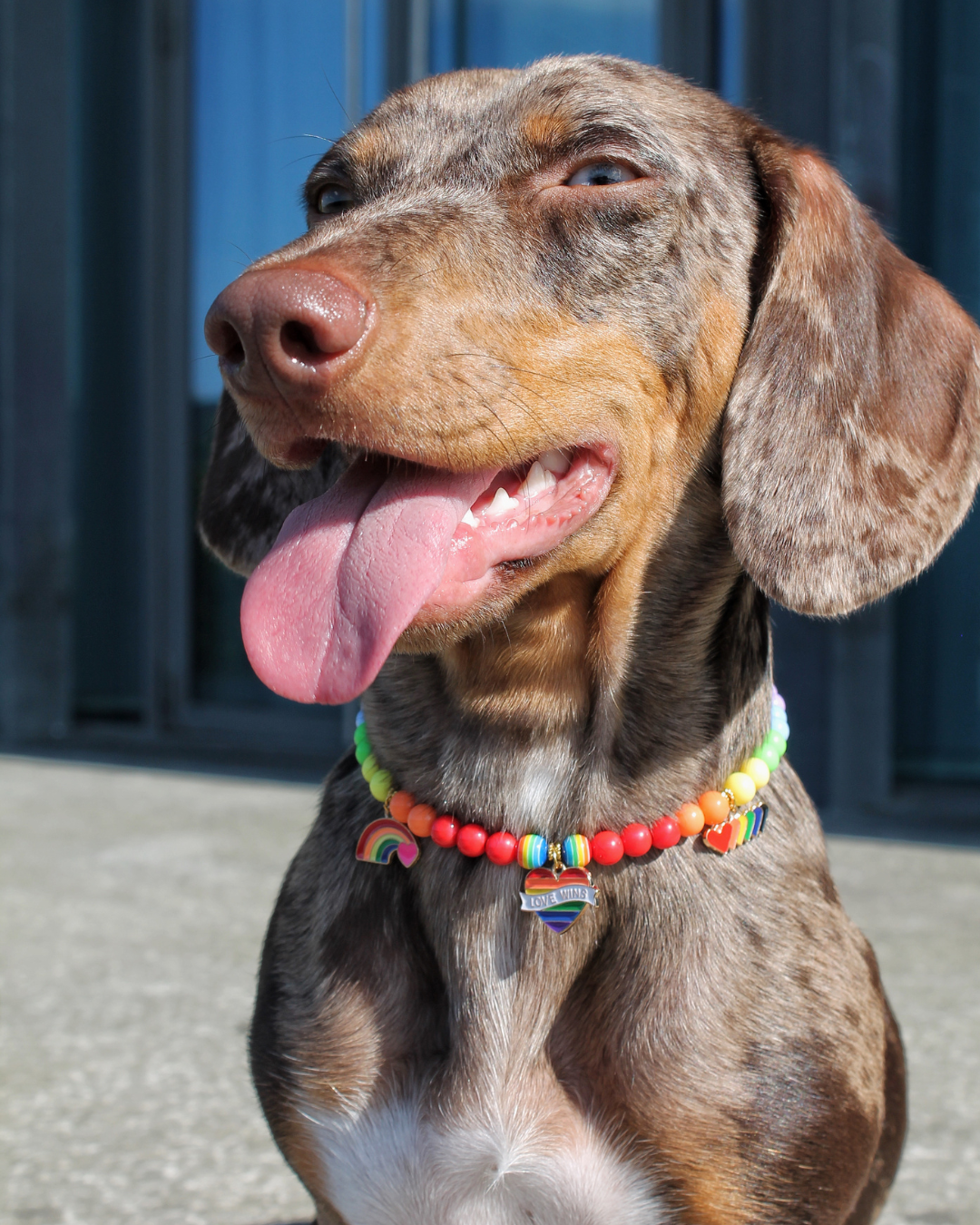 Teckel portant le collier Pride Love Wins avec perles rainbow et charms LGBT – Zag & Wag