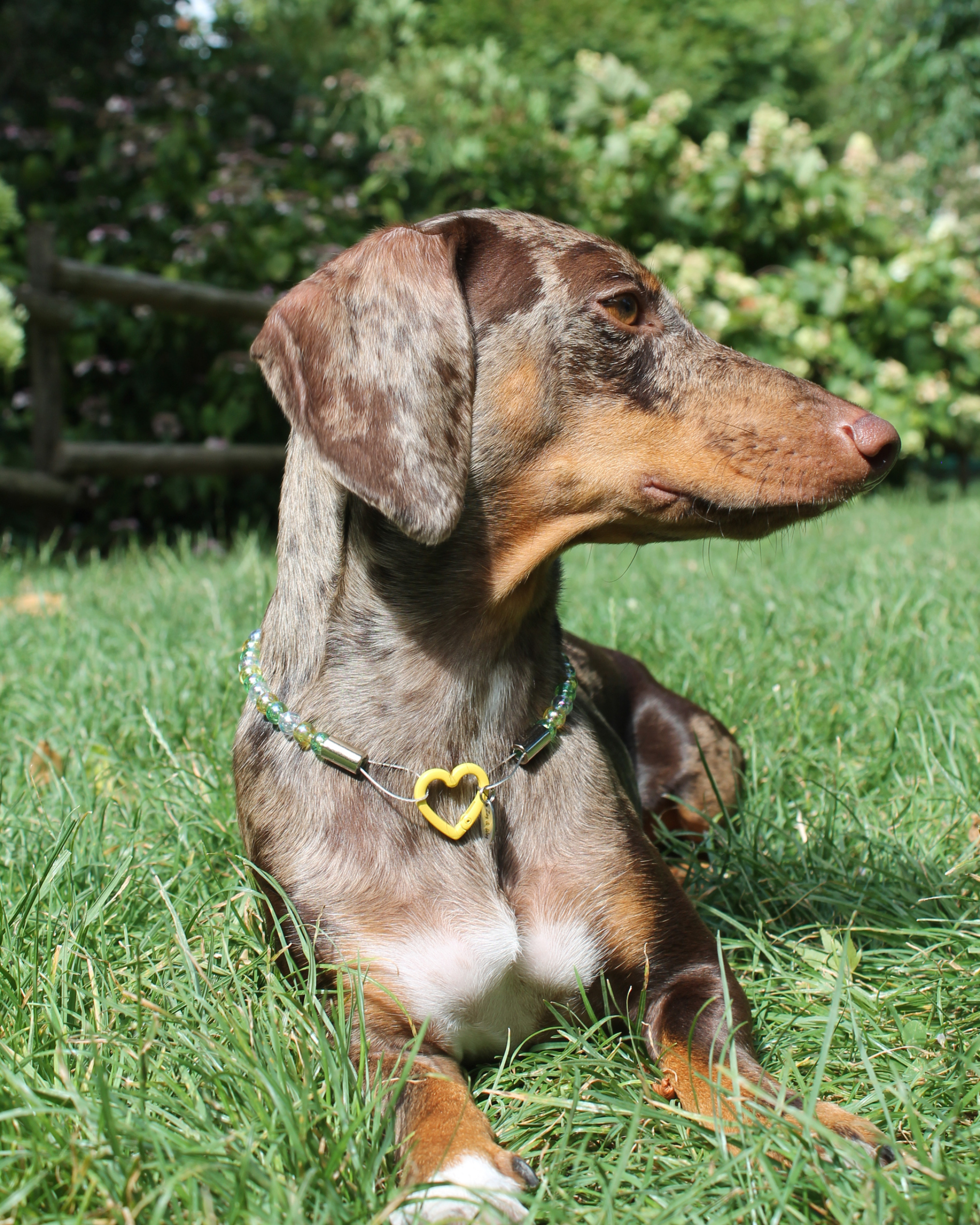 Dolce Banana