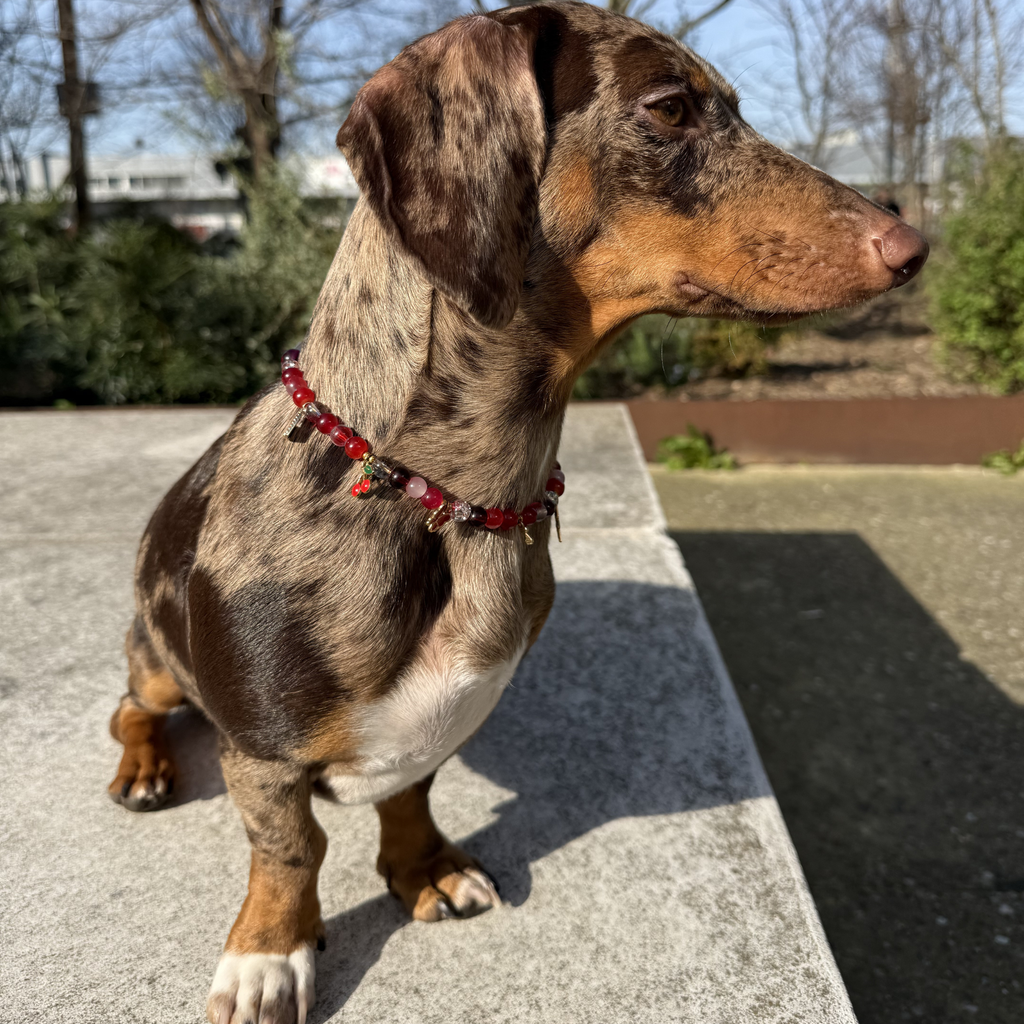 collier-chiens-chats-perles-rouge-porte-chien-zagwag