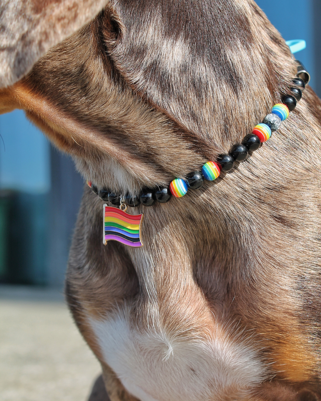 Teckel arlequin portant le collier noir Midnight Pride avec détails rainbow – Zag & Wag