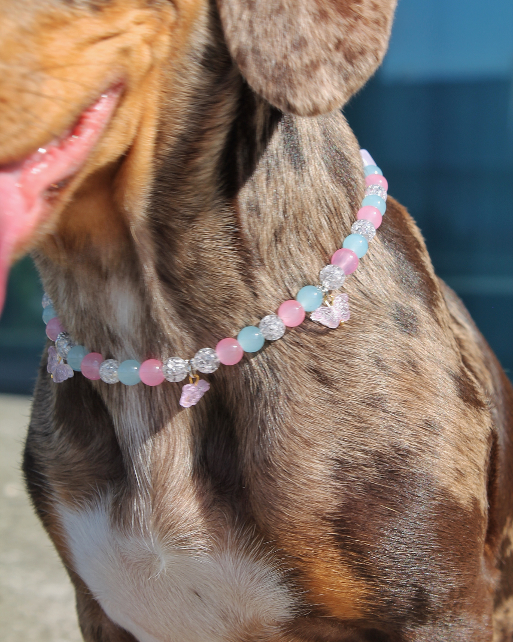 Teckel portant le collier Trans Pride pastel Dreamy Pride aux couleurs du drapeau transgenre – Zag & Wag